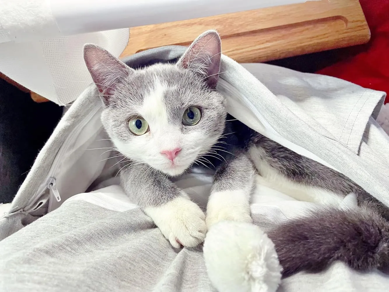 Cat Hoodie Pouch Kitten Puppy Carrier Hood Sweatshirt Pet Pocket Holder Top