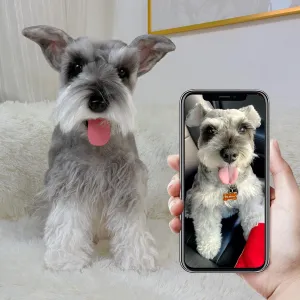 Custom Stuffed Animals of Your Pet Handmade Realistic Dog Stuffed Animal, Personalized Pet Clone Stuffed Animal, and Lifelike Memorial Keepsake, Unique Custom Dog Replicas